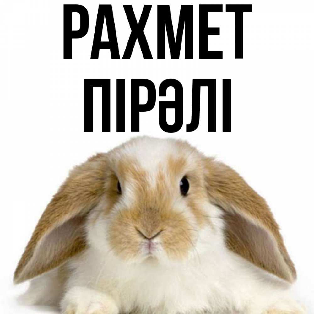 Күн сайын ашық хат с именем, ПІРӘЛІ рахмет коричнево белый заяц Онлайн тегін жүктеп алу тілектері бар керемет карта 