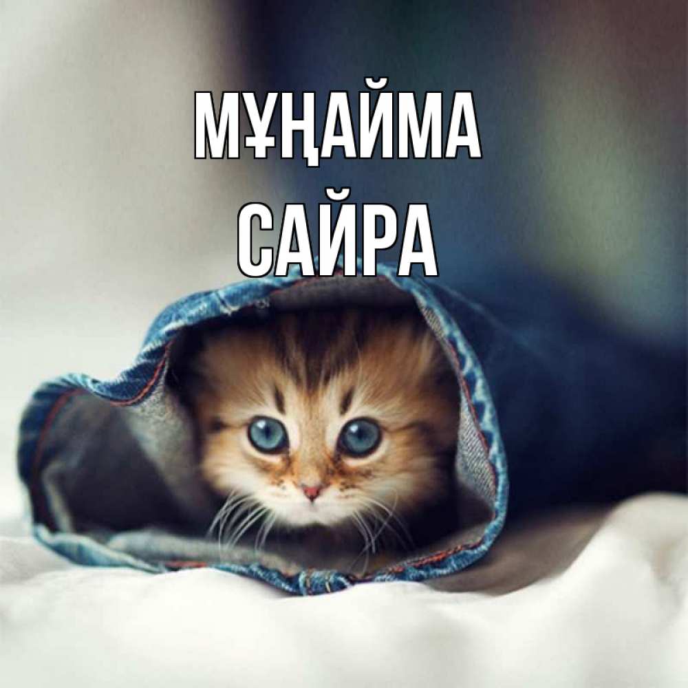 Күн сайын ашық хат с именем, САЙРА Мұңайма кот в одежде Онлайн тегін жүктеп алу тілектері бар керемет карта 