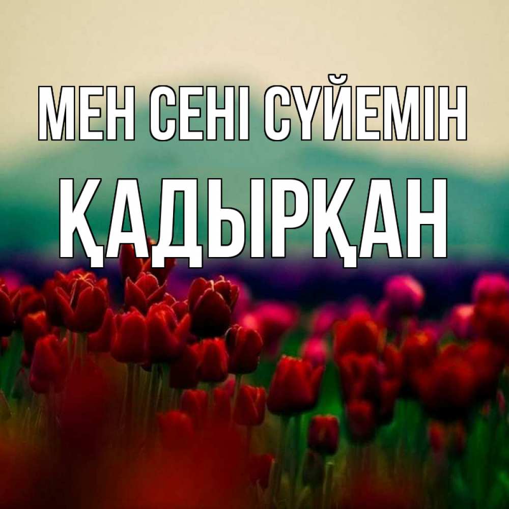 Күн сайын ашық хат с именем, Қадырқан Мен сені сүйемін тюльпаны 4 Онлайн тегін жүктеп алу тілектері бар керемет карта 