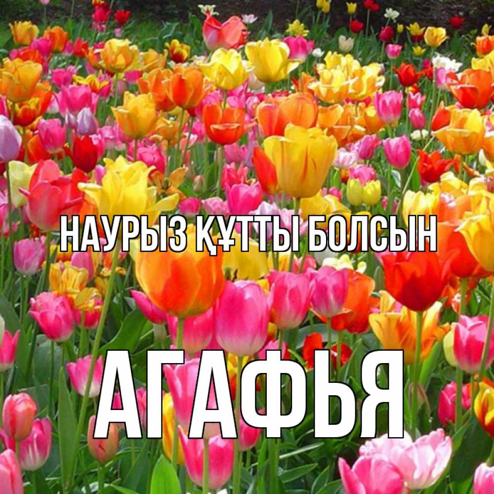 Күн сайын ашық хат с именем, Агафья Наурыз құтты болсын на наурыз  ура ура Онлайн тегін жүктеп алу тілектері бар керемет карта 