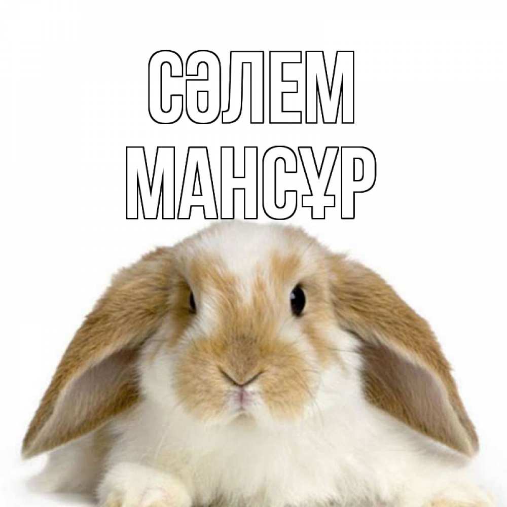 Күн сайын ашық хат с именем, МАНСҰР Сәлем с животными Онлайн тегін жүктеп алу тілектері бар керемет карта 