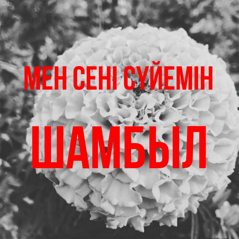 Күн сайын ашық хат с именем, ШАМБЫЛ Мен сені сүйемін подпись Онлайн тегін жүктеп алу тілектері бар керемет карта 
