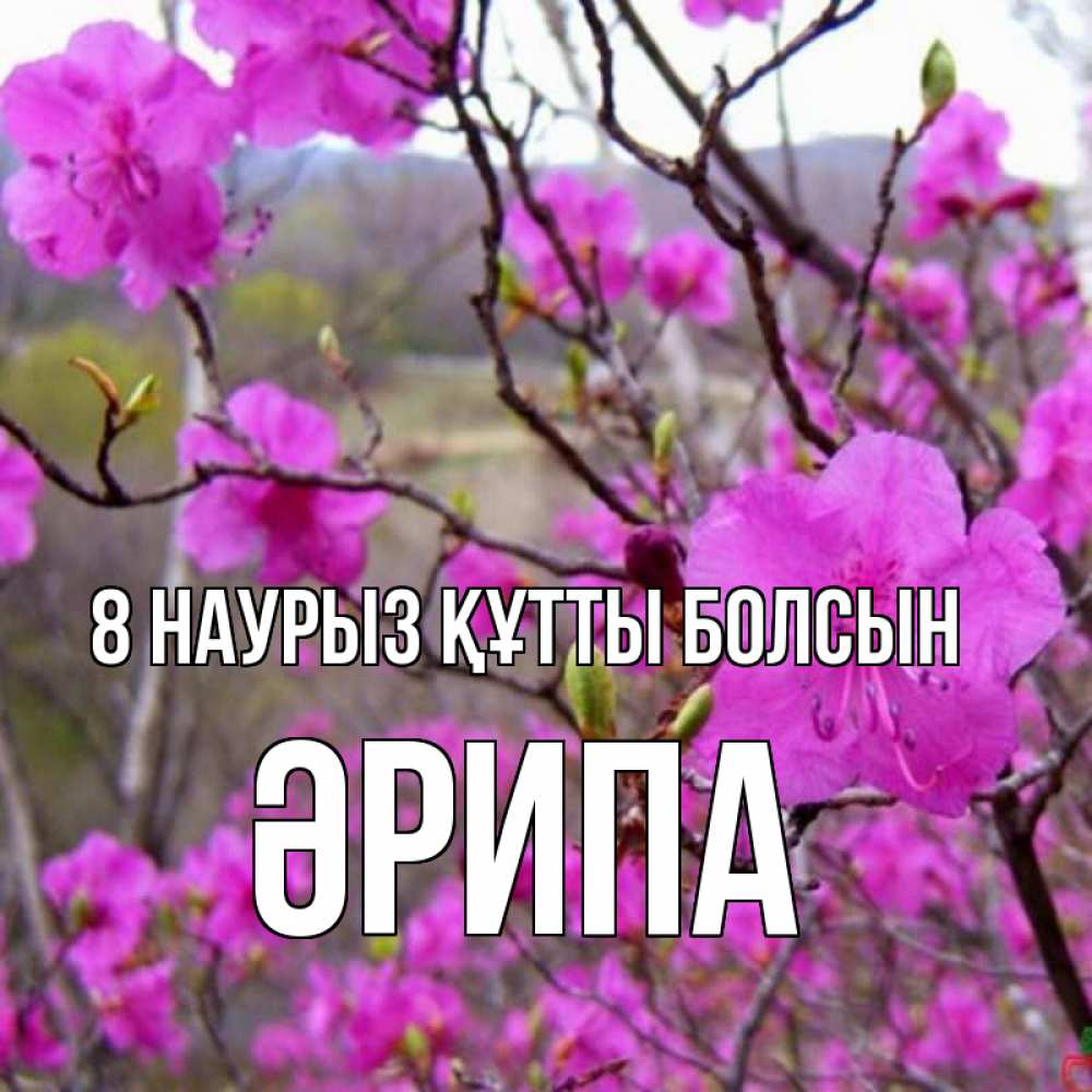 Күн сайын ашық хат с именем, ӘРИПА 8 наурыз құтты болсын международный женский день Онлайн тегін жүктеп алу тілектері бар керемет карта 