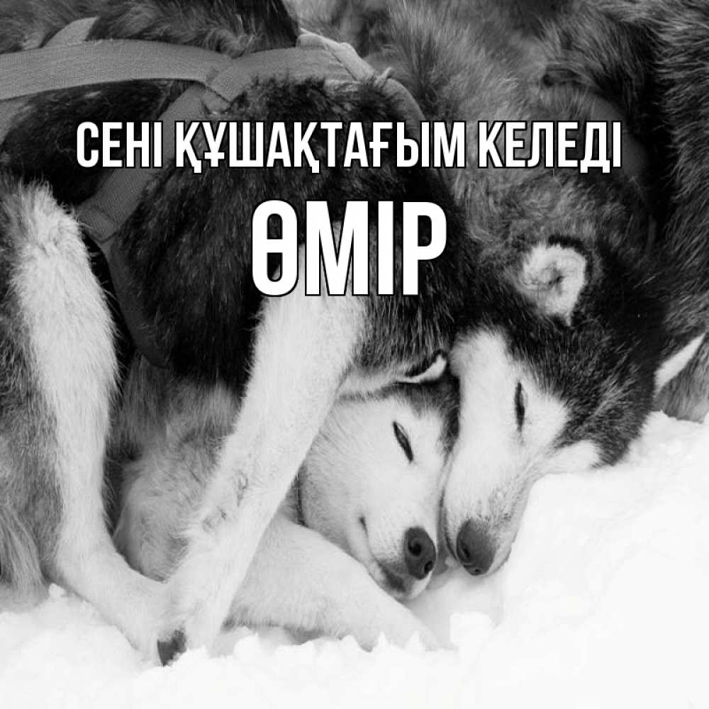 Күн сайын ашық хат с именем, ӨМІР сені құшақтағым келеді собачки в упряжке Онлайн тегін жүктеп алу тілектері бар керемет карта 