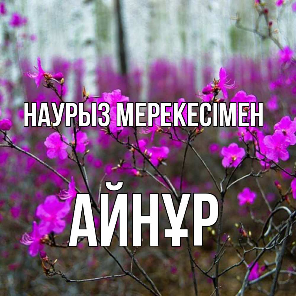 Күн сайын ашық хат с именем, АЙНҰР Наурыз мерекесімен дикие цветы Онлайн тегін жүктеп алу тілектері бар керемет карта 