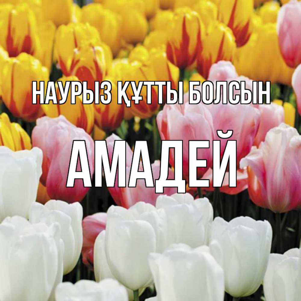 Күн сайын ашық хат с именем, Амадей Наурыз құтты болсын разноцветные цветы Онлайн тегін жүктеп алу тілектері бар керемет карта 