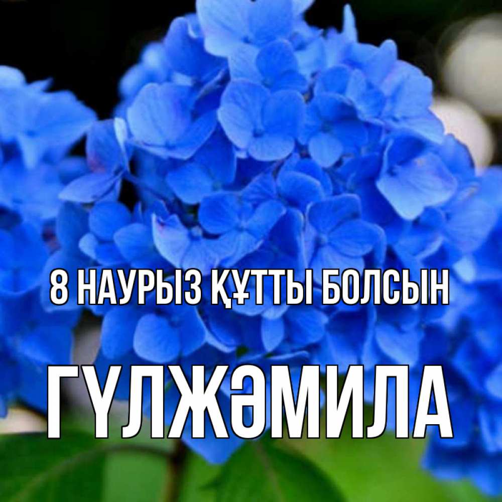 Күн сайын ашық хат с именем, ГҮЛЖӘМИЛА 8 наурыз құтты болсын синие цветы Онлайн тегін жүктеп алу тілектері бар керемет карта 