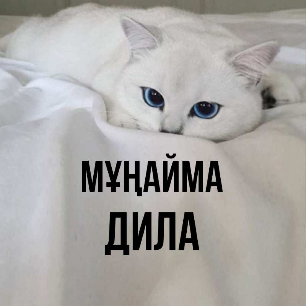 Күн сайын ашық хат с именем, ДИЛА Мұңайма Голубоглазая кошка Онлайн тегін жүктеп алу тілектері бар керемет карта 