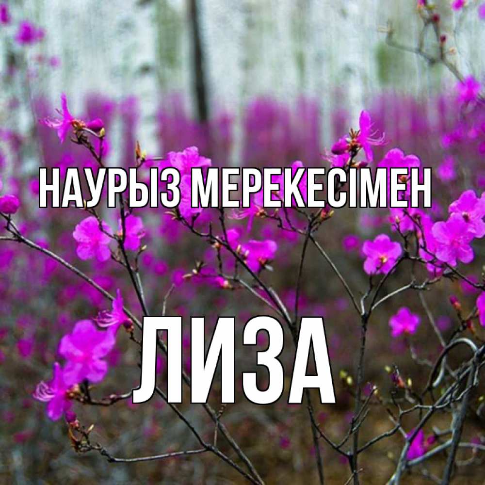 Күн сайын ашық хат с именем, Лиза Наурыз мерекесімен дикие цветы Онлайн тегін жүктеп алу тілектері бар керемет карта 
