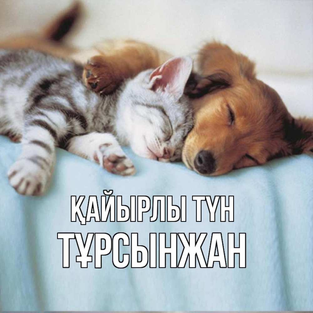 Күн сайын ашық хат с именем, ТҰРСЫНЖАН Қайырлы түн с животными Онлайн тегін жүктеп алу тілектері бар керемет карта 