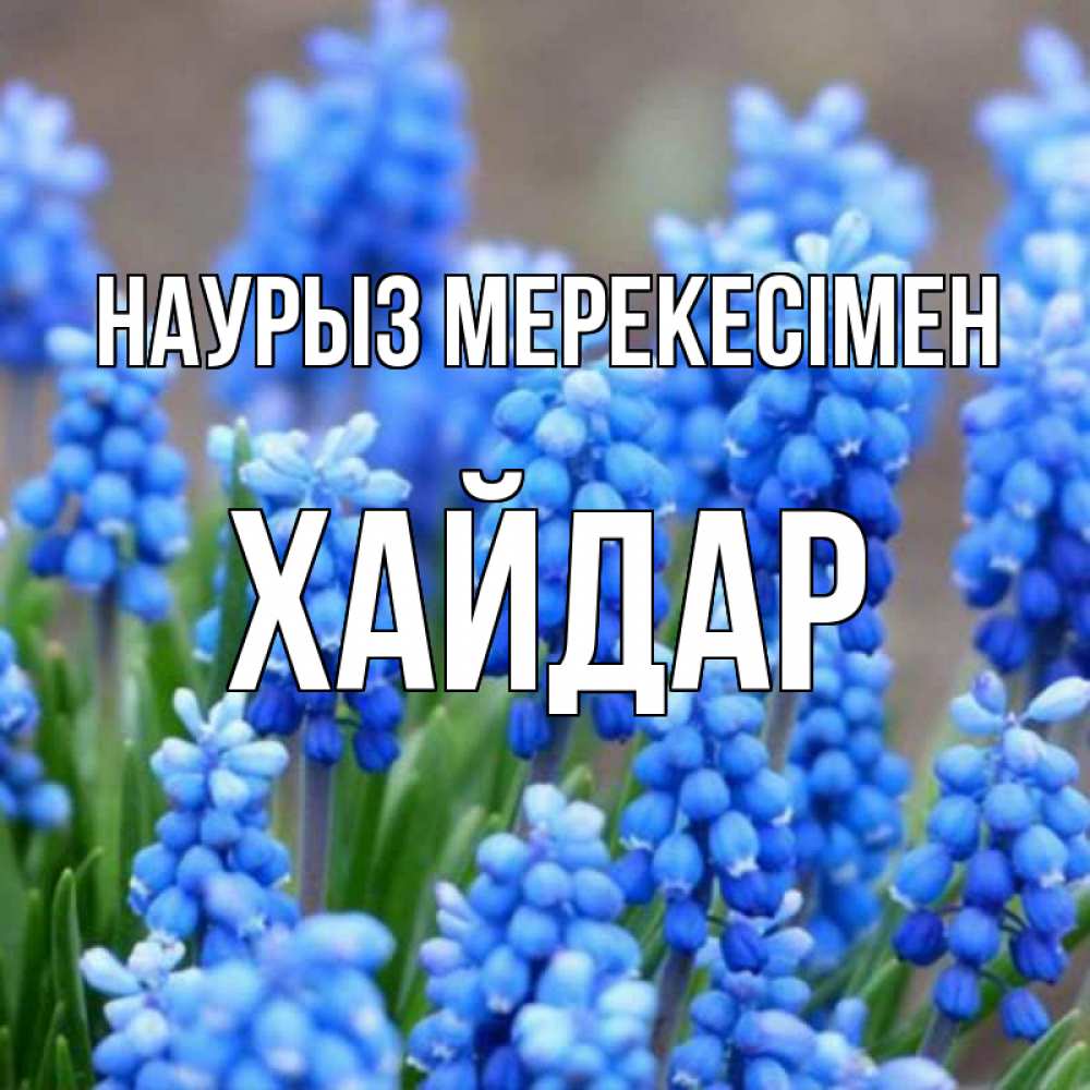 Күн сайын ашық хат с именем, ХАЙДАР Наурыз мерекесімен Поздравительная открытка для женщин с цветами на праздничную дату Онлайн тегін жүктеп алу тілектері бар керемет карта 