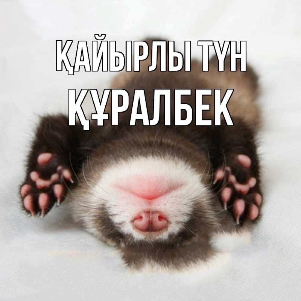 Күн сайын ашық хат с именем, ҚҰРАЛБЕК Қайырлы түн зверек Онлайн тегін жүктеп алу тілектері бар керемет карта 