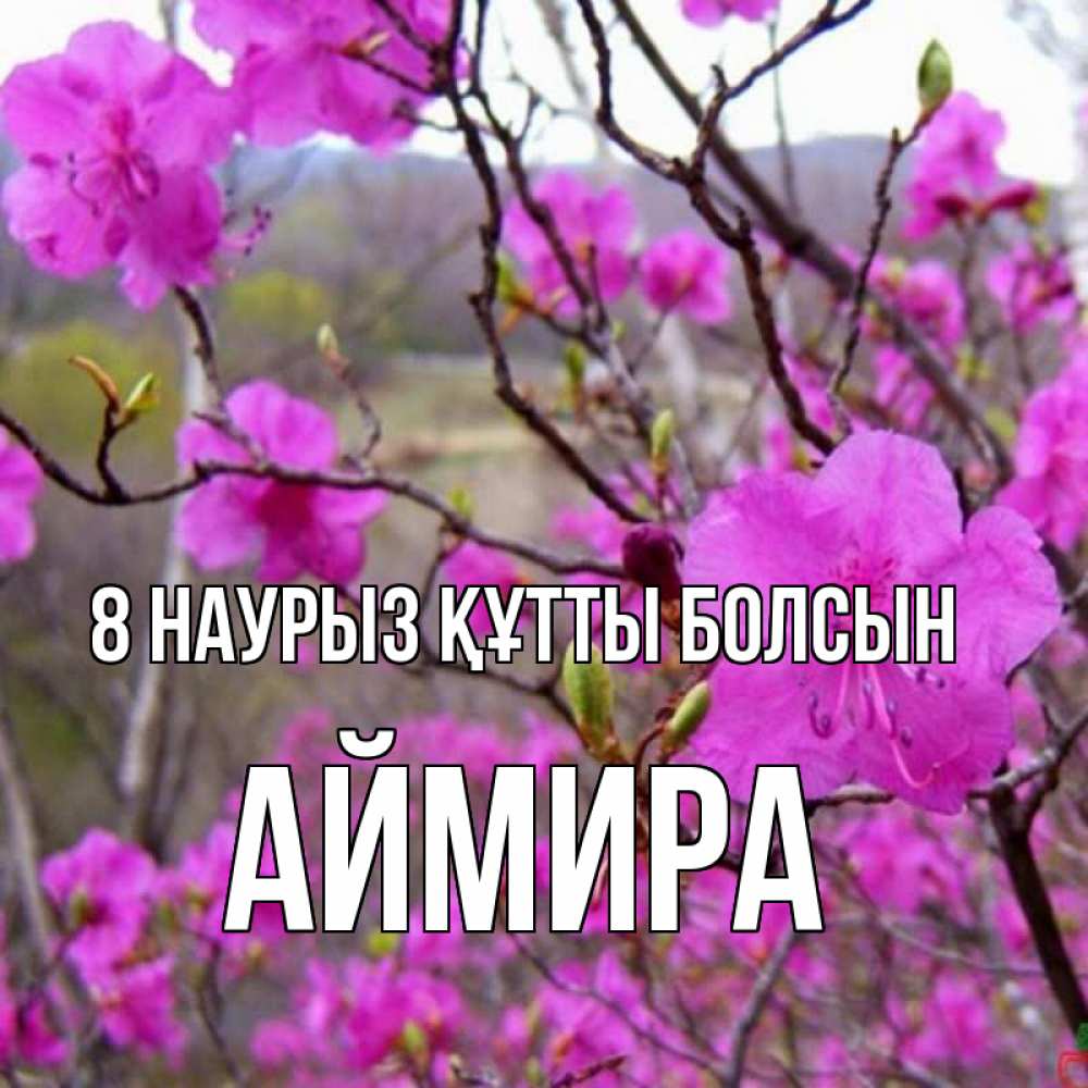 Күн сайын ашық хат с именем, АЙМИРА 8 наурыз құтты болсын международный женский день Онлайн тегін жүктеп алу тілектері бар керемет карта 