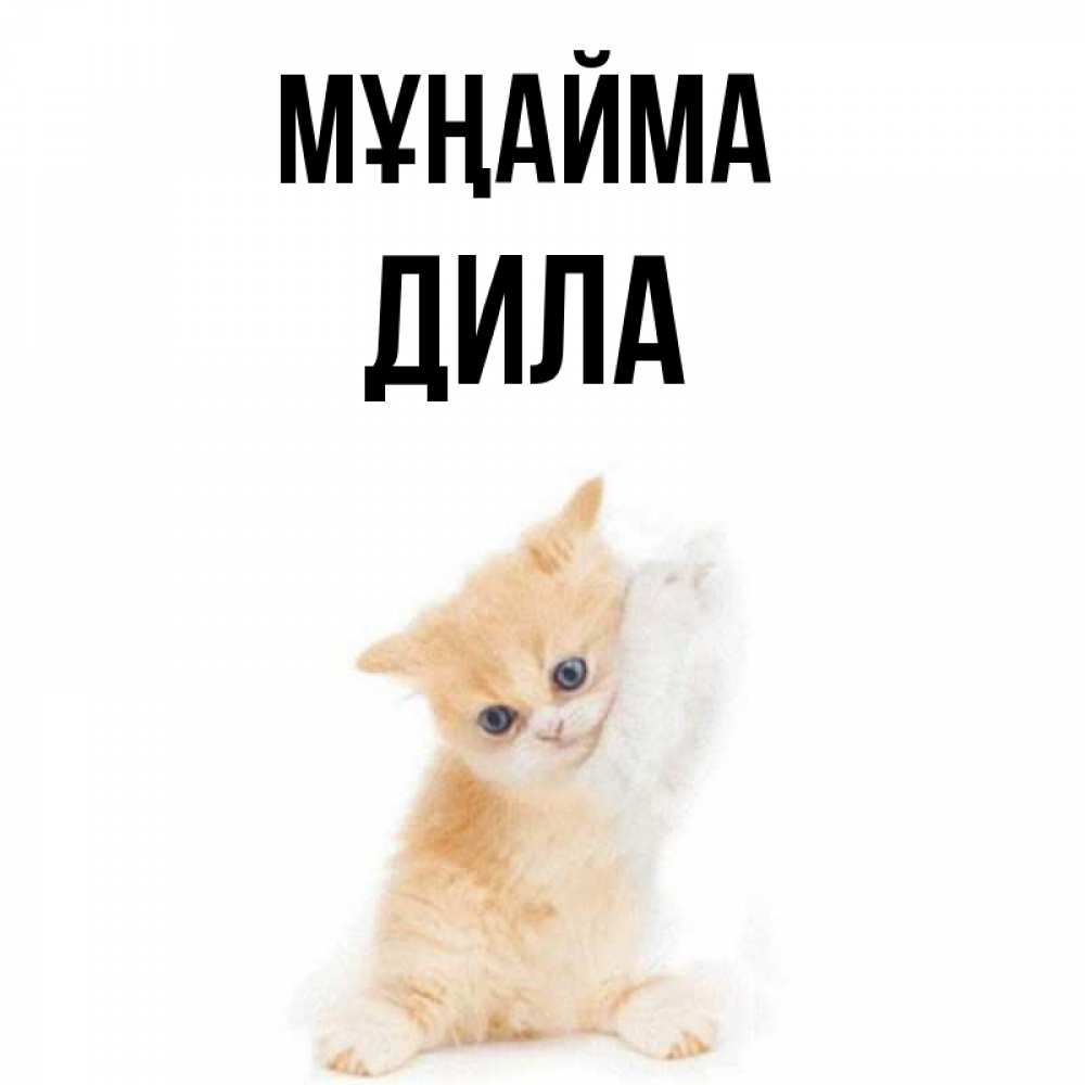 Күн сайын ашық хат с именем, ДИЛА Мұңайма просящий кот Онлайн тегін жүктеп алу тілектері бар керемет карта 