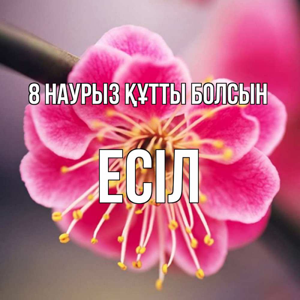 Күн сайын ашық хат с именем, Есіл 8 наурыз құтты болсын цветы Онлайн тегін жүктеп алу тілектері бар керемет карта 