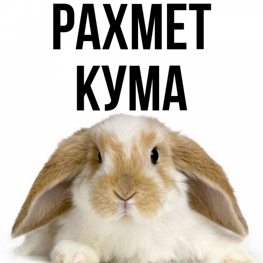 Күн сайын ашық хат с именем, Кума рахмет коричнево белый заяц Онлайн тегін жүктеп алу тілектері бар керемет карта 