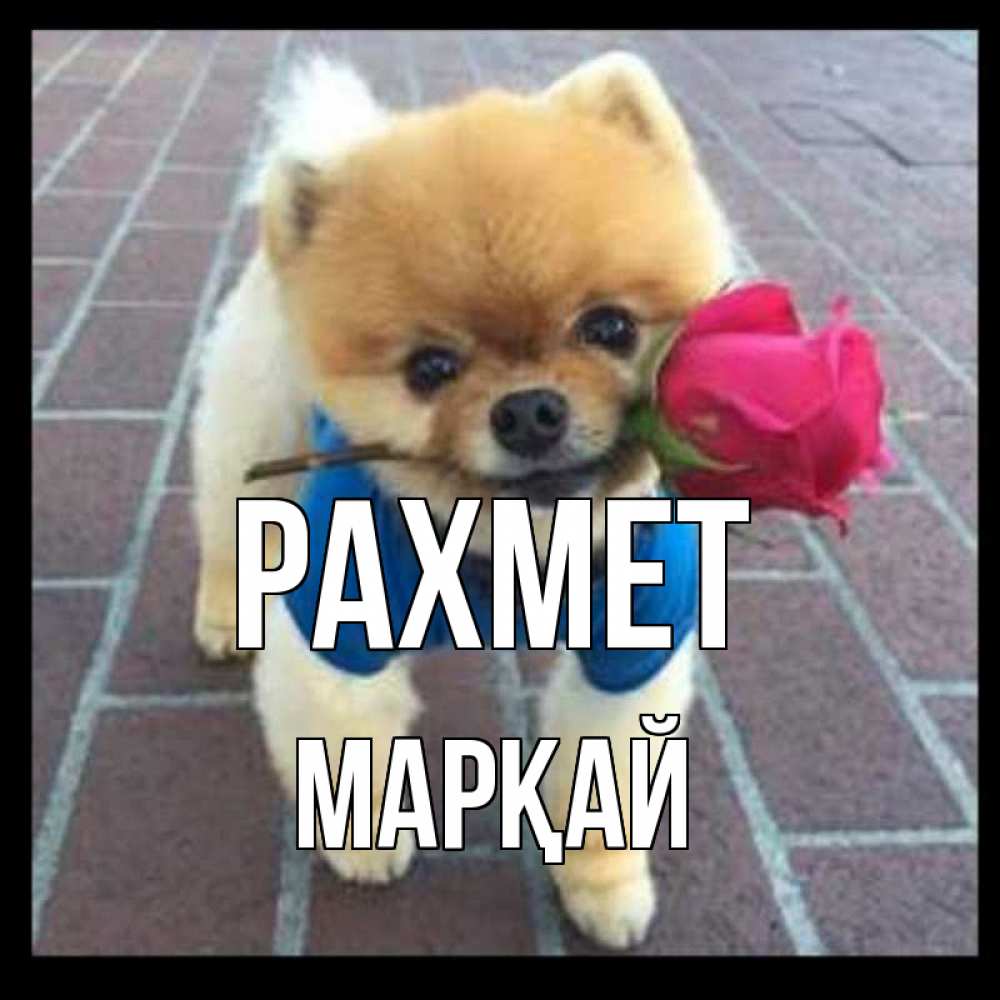 Күн сайын ашық хат с именем, МАРҚАЙ рахмет спасибо и дарю тебе цветок Онлайн тегін жүктеп алу тілектері бар керемет карта 