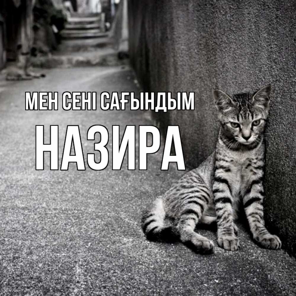 Күн сайын ашық хат с именем, Назира Мен сені сағындым одиноко котику Онлайн тегін жүктеп алу тілектері бар керемет карта 