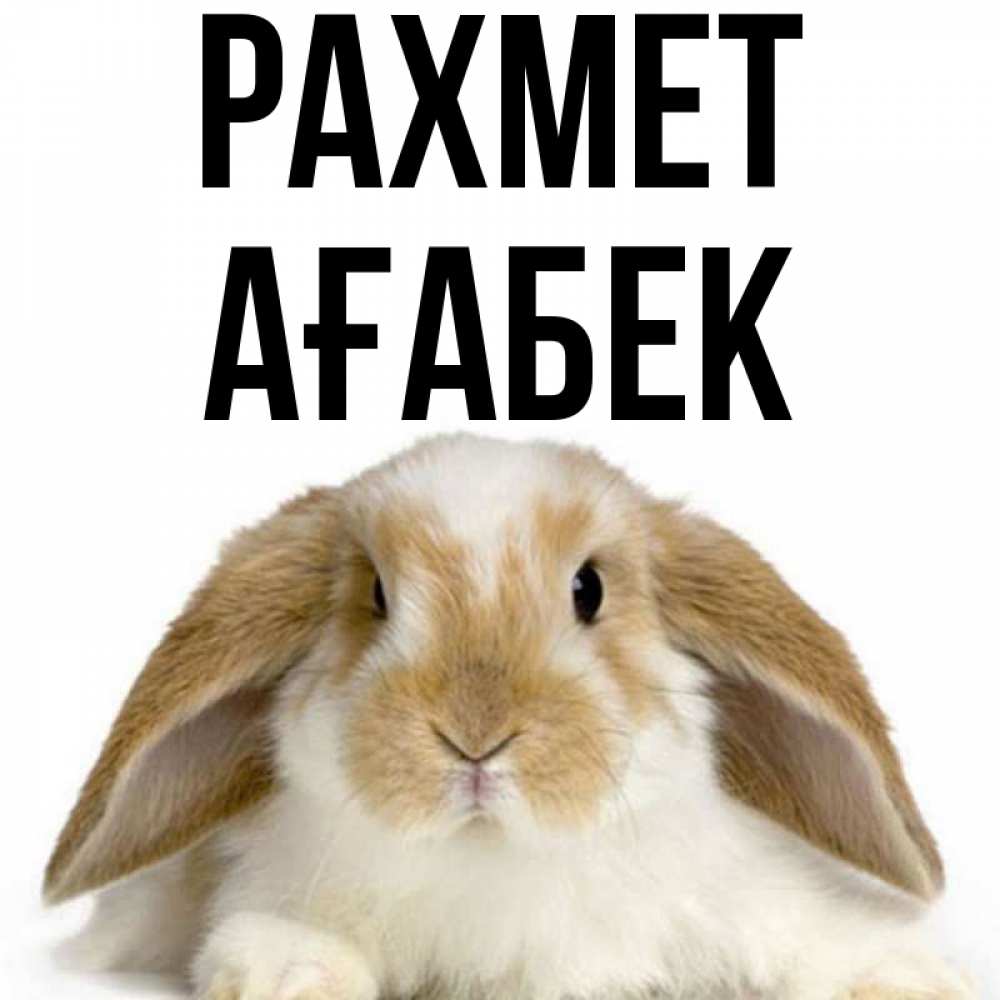 Күн сайын ашық хат с именем, Ағабек рахмет коричнево белый заяц Онлайн тегін жүктеп алу тілектері бар керемет карта 