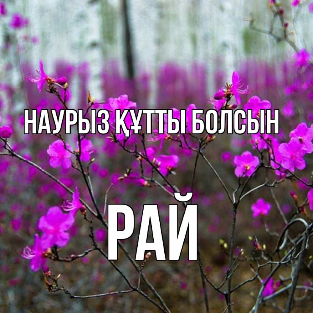 Күн сайын ашық хат с именем, РАЙ Наурыз құтты болсын дикие цветы Онлайн тегін жүктеп алу тілектері бар керемет карта 