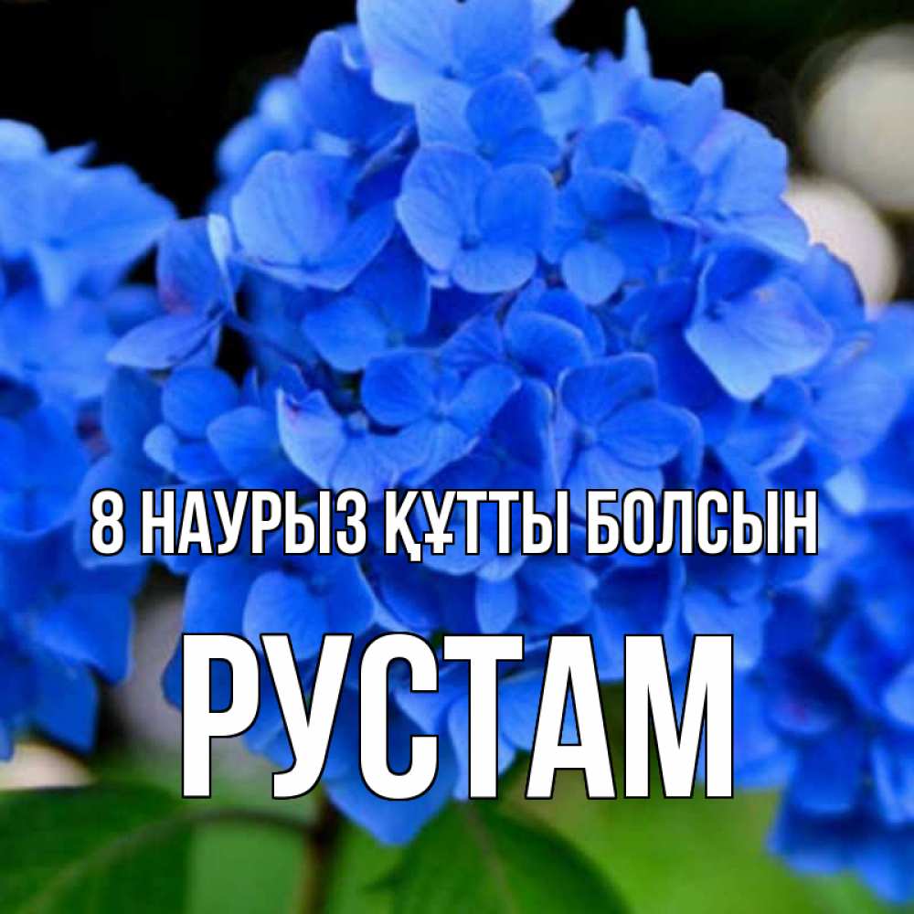 Күн сайын ашық хат с именем, Рустам 8 наурыз құтты болсын синие цветы Онлайн тегін жүктеп алу тілектері бар керемет карта 
