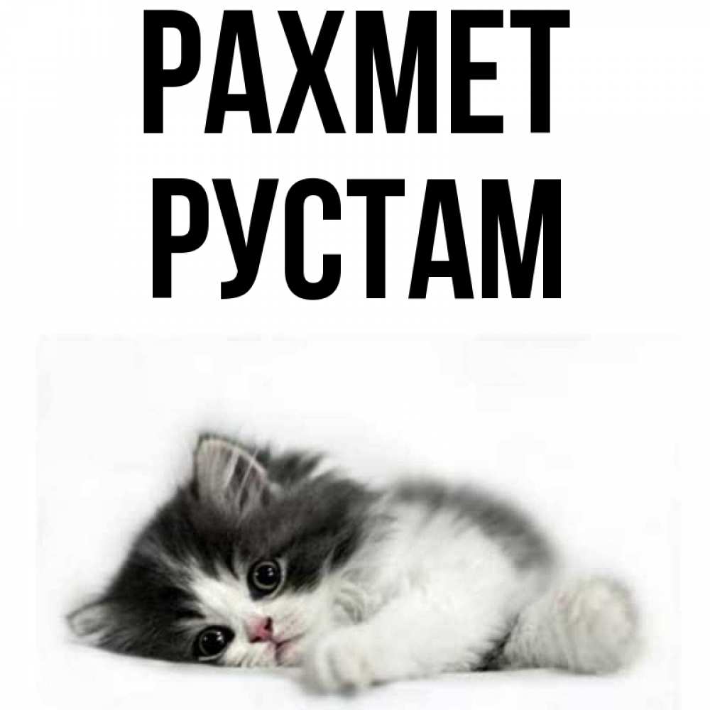 Күн сайын ашық хат с именем, Рустам рахмет черный и белый кот Онлайн тегін жүктеп алу тілектері бар керемет карта 
