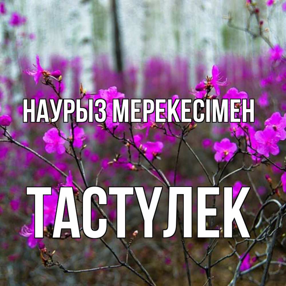 Күн сайын ашық хат с именем, ТАСТҮЛЕК Наурыз мерекесімен дикие цветы Онлайн тегін жүктеп алу тілектері бар керемет карта 