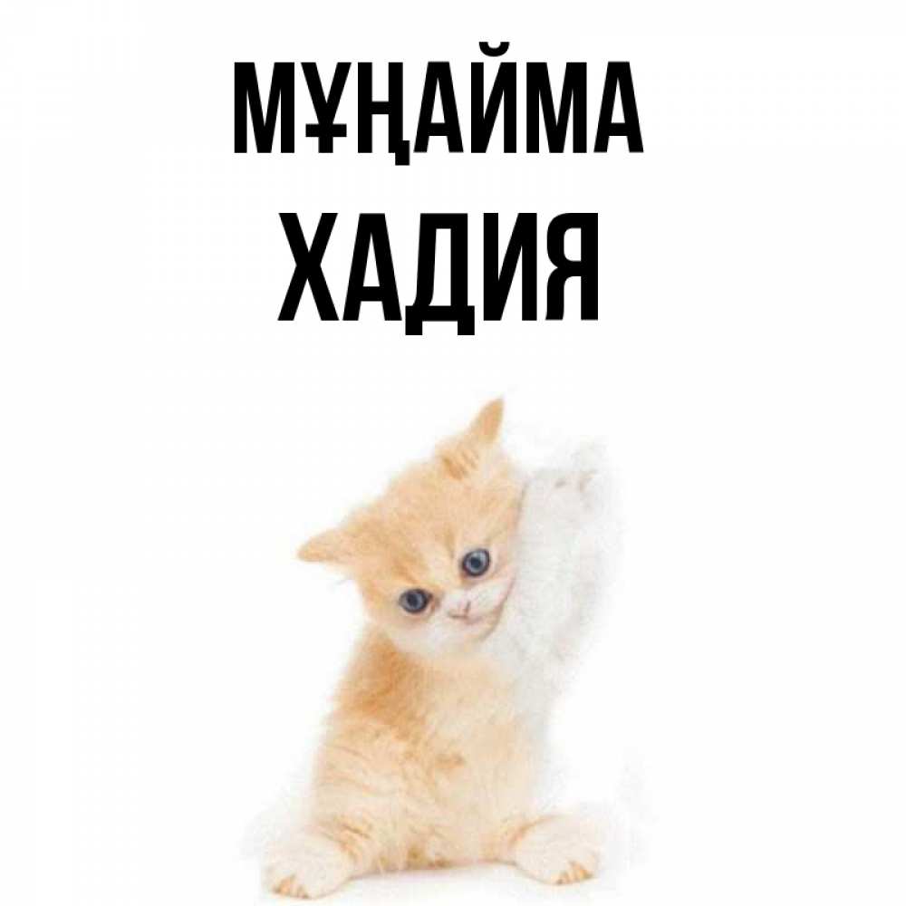Күн сайын ашық хат с именем, ХАДИЯ Мұңайма просящий кот Онлайн тегін жүктеп алу тілектері бар керемет карта 