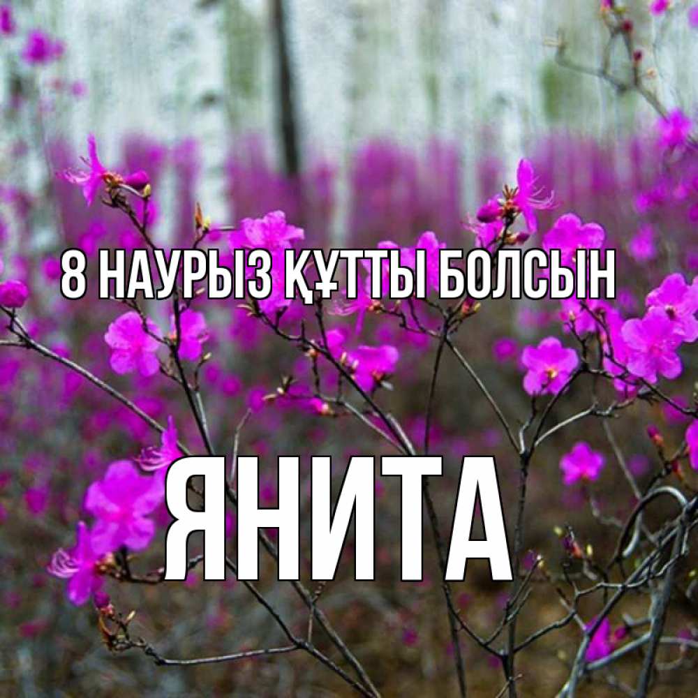 Күн сайын ашық хат с именем, Янита 8 наурыз құтты болсын дикие цветы Онлайн тегін жүктеп алу тілектері бар керемет карта 