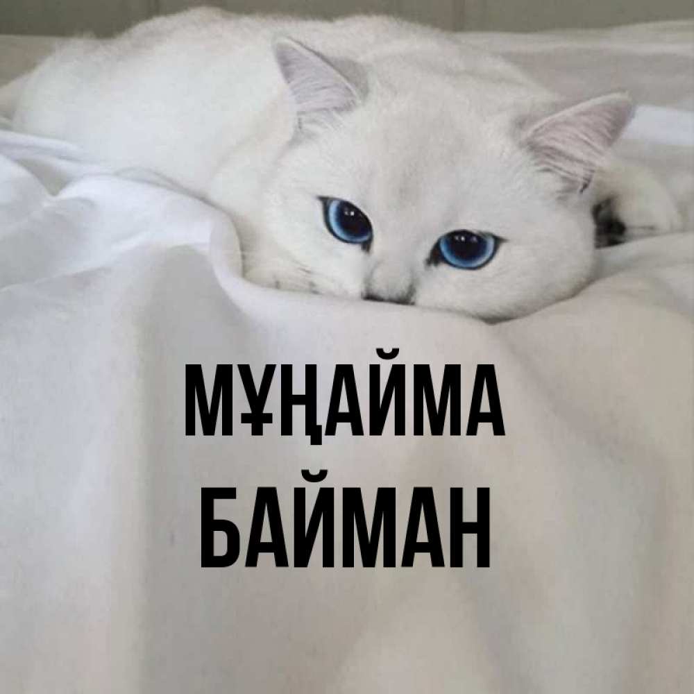 Күн сайын ашық хат с именем, Байман Мұңайма Голубоглазая кошка Онлайн тегін жүктеп алу тілектері бар керемет карта 