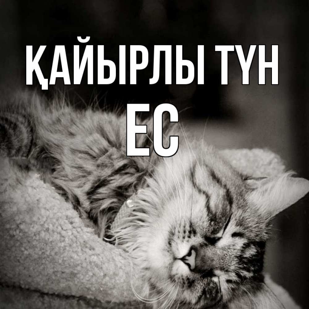 Күн сайын ашық хат с именем, Ес Қайырлы түн котярик пушистый Онлайн тегін жүктеп алу тілектері бар керемет карта 