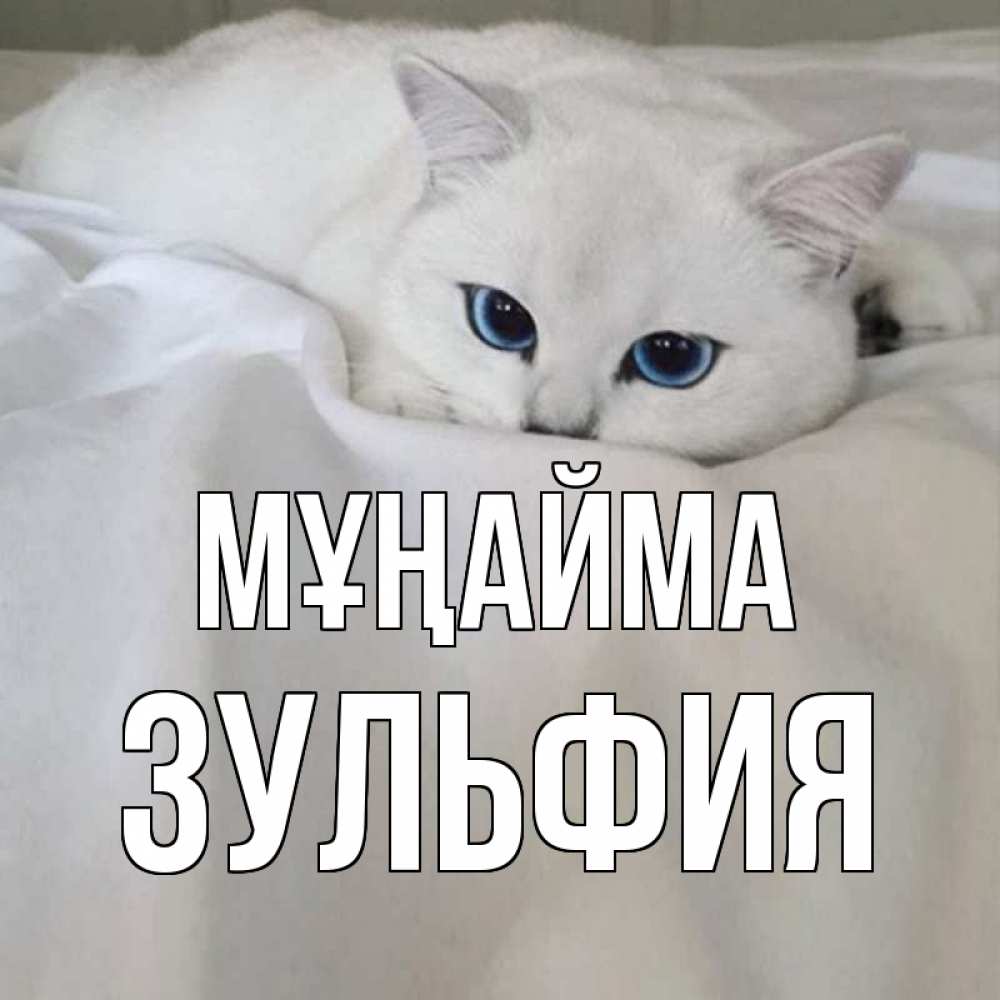 Күн сайын ашық хат с именем, Зульфия Мұңайма белый кот с голубыми глазами на белоснежной кровати Онлайн тегін жүктеп алу тілектері бар керемет карта 