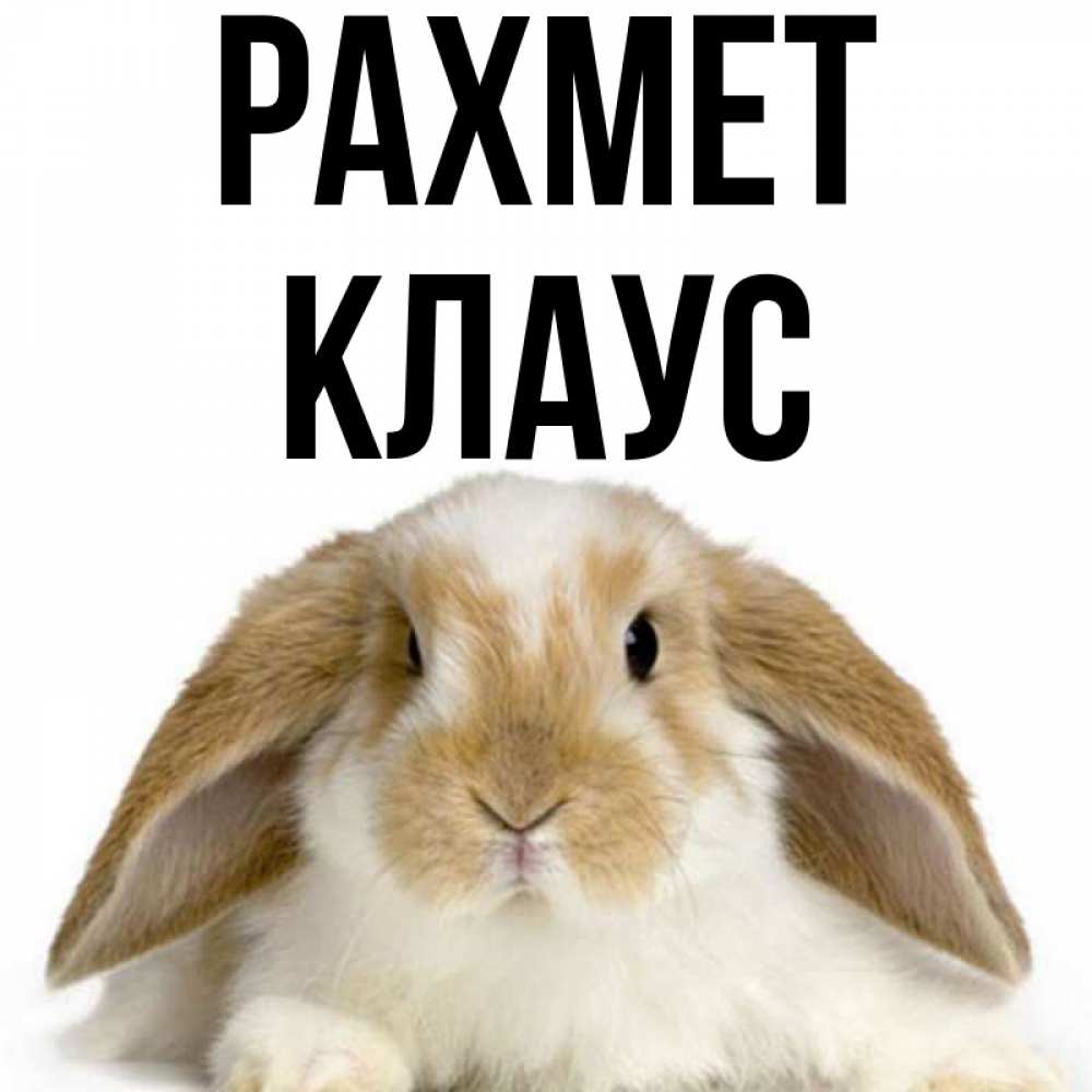 Күн сайын ашық хат с именем, Клаус рахмет коричнево белый заяц Онлайн тегін жүктеп алу тілектері бар керемет карта 