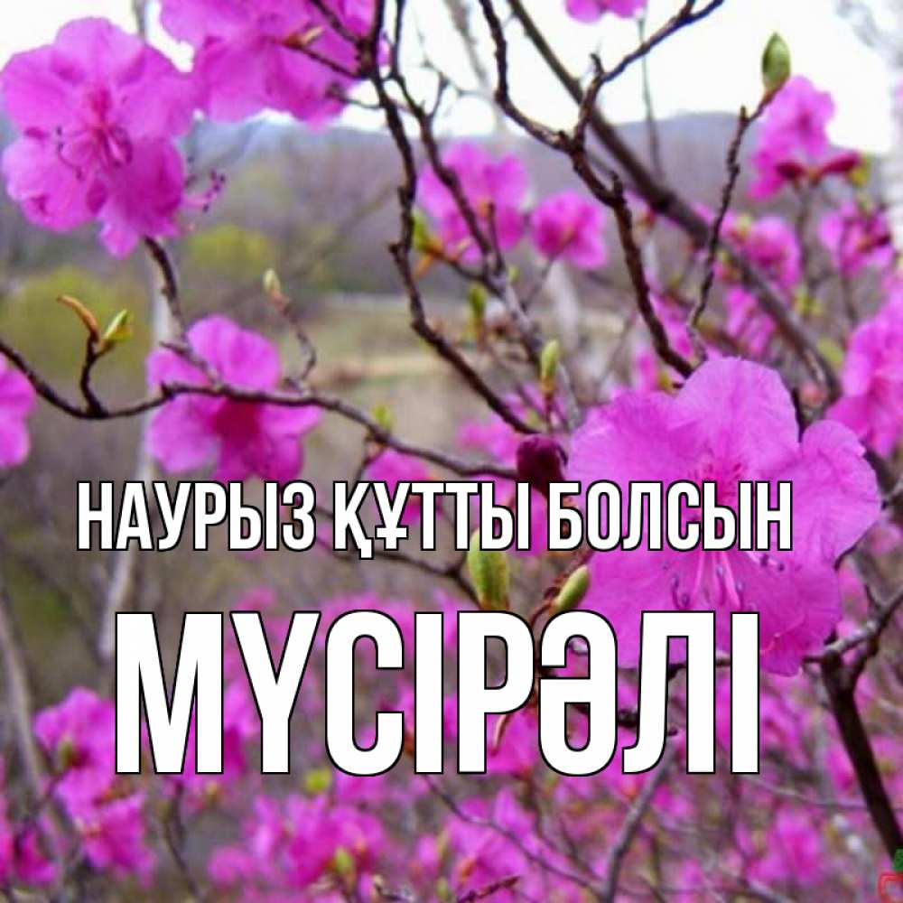 Күн сайын ашық хат с именем, МҮСІРӘЛІ Наурыз құтты болсын наурыз мейрамы кутты болсын Онлайн тегін жүктеп алу тілектері бар керемет карта 