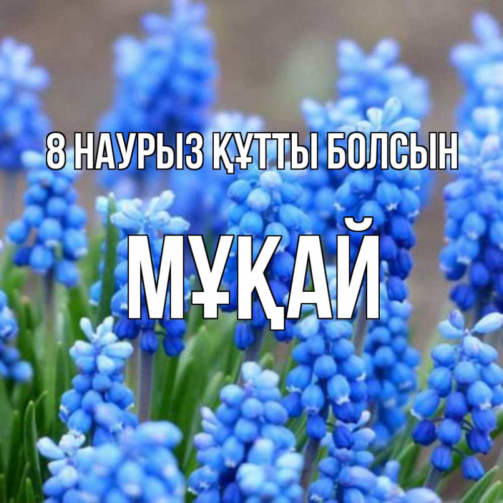 Күн сайын ашық хат с именем, Мұқай 8 наурыз құтты болсын Поздравительная открытка для женщин с цветами на праздничную дату Онлайн тегін жүктеп алу тілектері бар керемет карта 