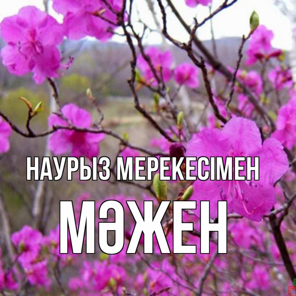 Күн сайын ашық хат с именем, МӘЖЕН Наурыз мерекесімен праздник весны наурыз Онлайн тегін жүктеп алу тілектері бар керемет карта 