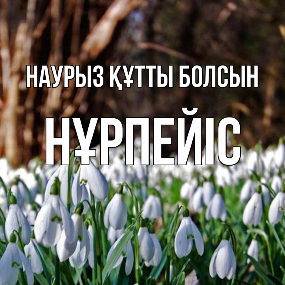 Күн сайын ашық хат с именем, НҰРПЕЙІС Наурыз құтты болсын с подснежниками 1 Онлайн тегін жүктеп алу тілектері бар керемет карта 