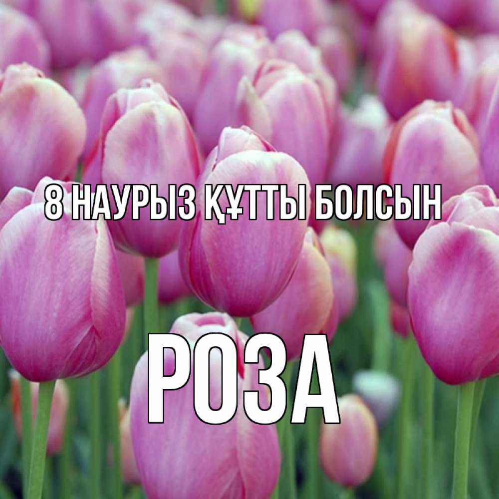 Күн сайын ашық хат с именем, РОЗА 8 наурыз құтты болсын на международный женский день 3 Онлайн тегін жүктеп алу тілектері бар керемет карта 