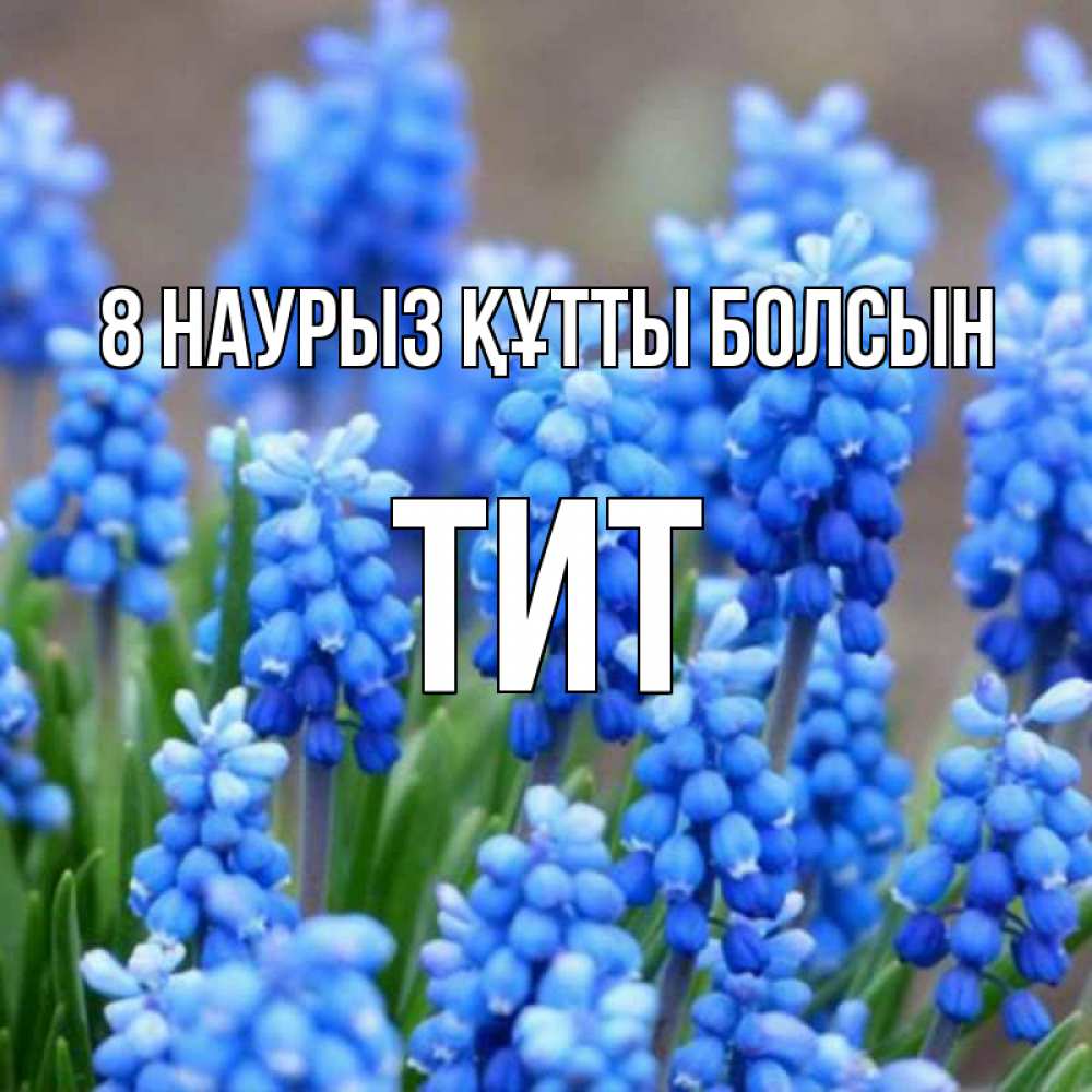 Күн сайын ашық хат с именем, Тит 8 наурыз құтты болсын Поздравительная открытка для женщин с цветами на праздничную дату Онлайн тегін жүктеп алу тілектері бар керемет карта 