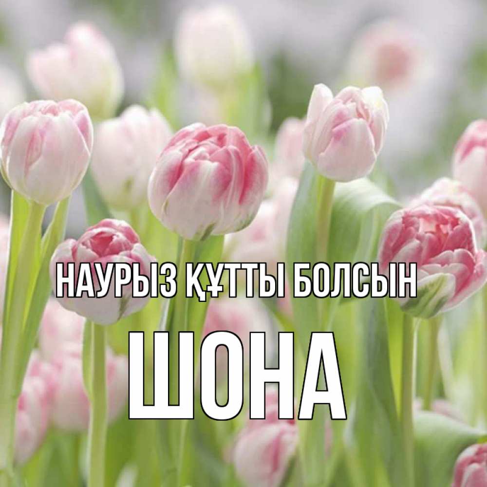 Күн сайын ашық хат с именем, ШОНА Наурыз құтты болсын цветы Онлайн тегін жүктеп алу тілектері бар керемет карта 