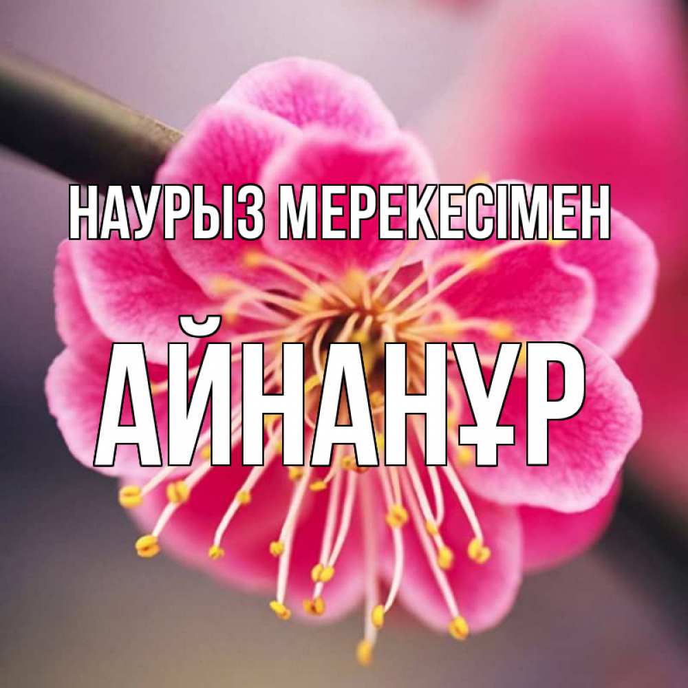 Күн сайын ашық хат с именем, Айнанұр Наурыз мерекесімен цветы Онлайн тегін жүктеп алу тілектері бар керемет карта 