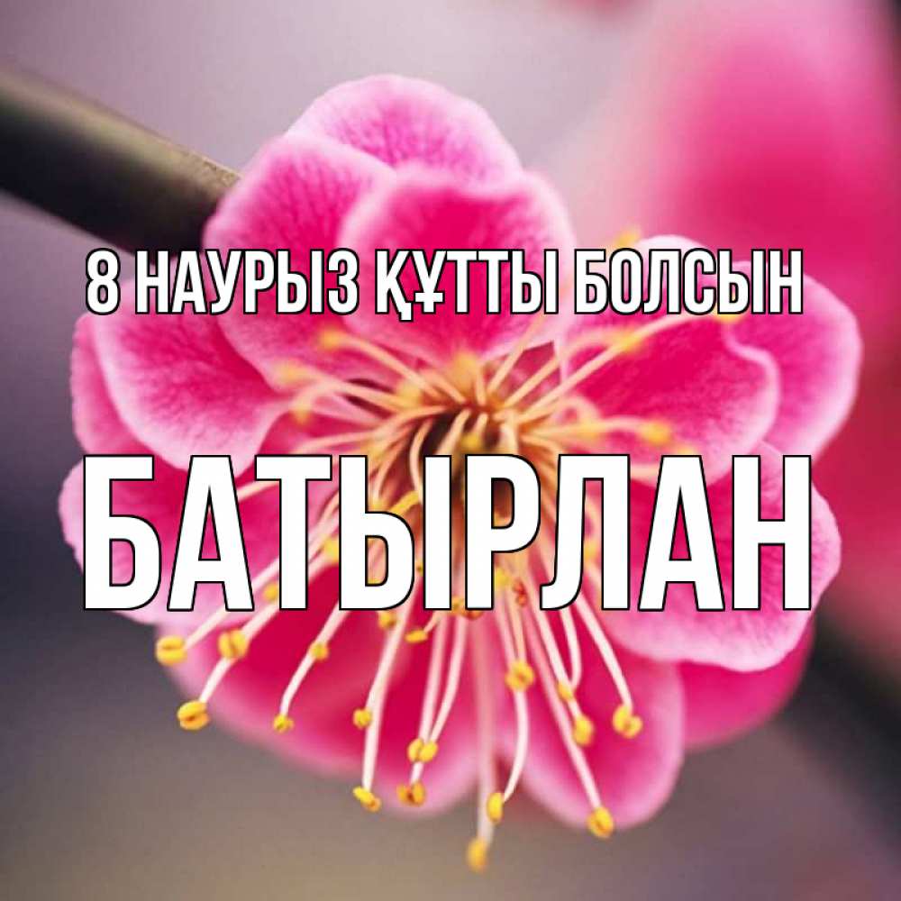 Күн сайын ашық хат с именем, Батырлан 8 наурыз құтты болсын цветы Онлайн тегін жүктеп алу тілектері бар керемет карта 
