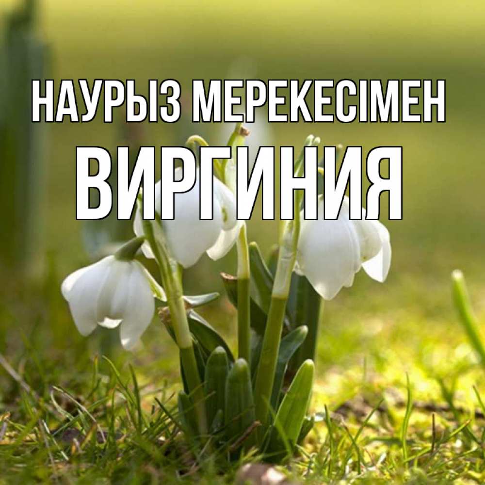 Күн сайын ашық хат с именем, Виргиния Наурыз мерекесімен ранние цветы 2 Онлайн тегін жүктеп алу тілектері бар керемет карта 
