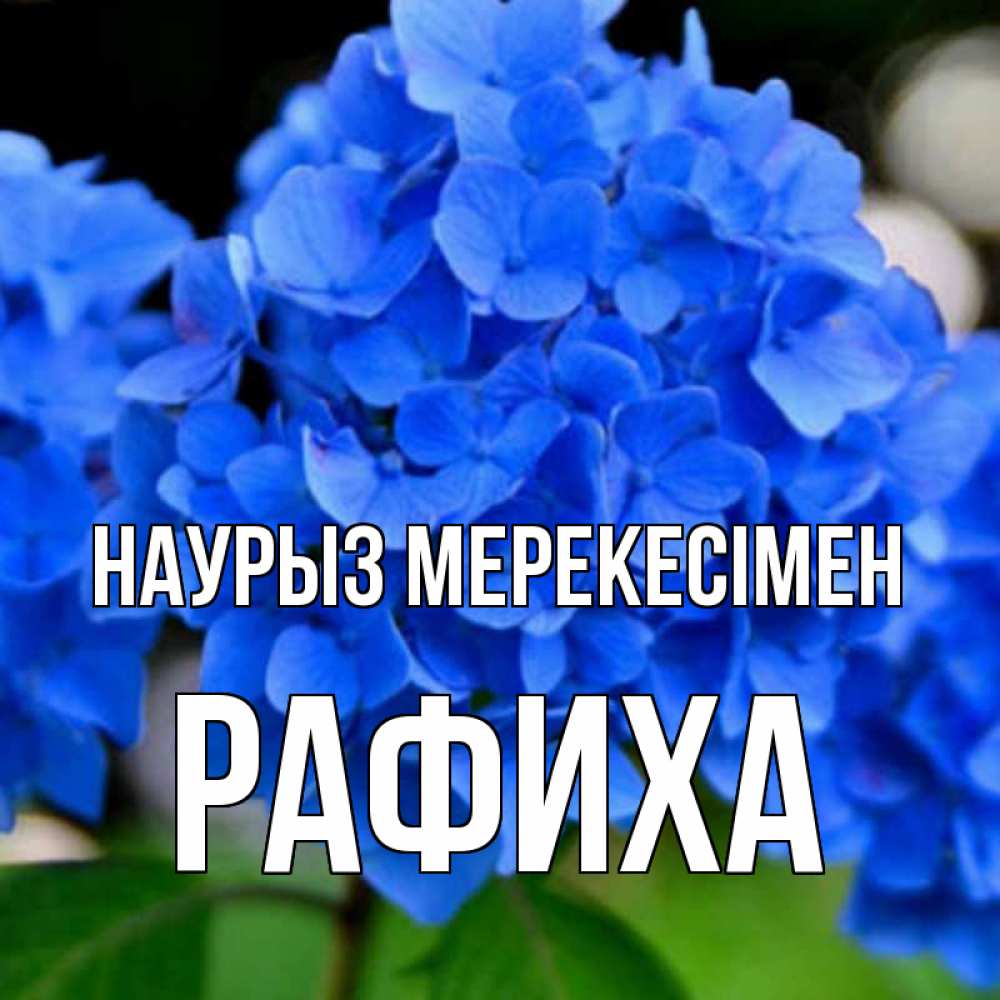 Күн сайын ашық хат с именем, РАФИХА Наурыз мерекесімен синие цветы Онлайн тегін жүктеп алу тілектері бар керемет карта 