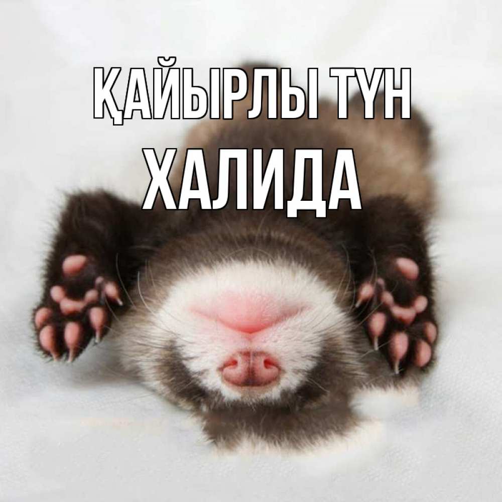Күн сайын ашық хат с именем, ХАЛИДА Қайырлы түн зверек Онлайн тегін жүктеп алу тілектері бар керемет карта 