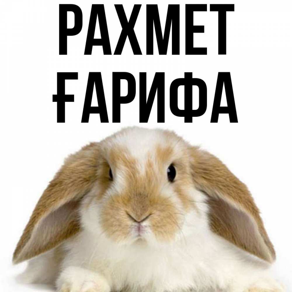 Күн сайын ашық хат с именем, ҒАРИФА рахмет коричнево белый заяц Онлайн тегін жүктеп алу тілектері бар керемет карта 