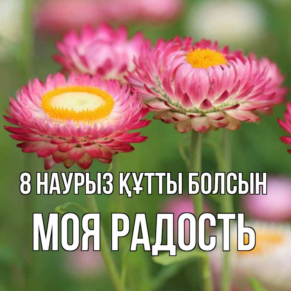 Күн сайын ашық хат с именем, Моя-радость 8 наурыз құтты болсын подарок на международный женский день Онлайн тегін жүктеп алу тілектері бар керемет карта 