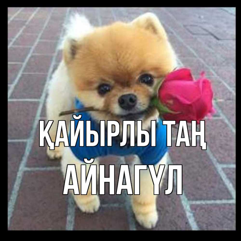 Күн сайын ашық хат с именем, АЙНАГҮЛ Қайырлы таң роза в зубах Онлайн тегін жүктеп алу тілектері бар керемет карта 