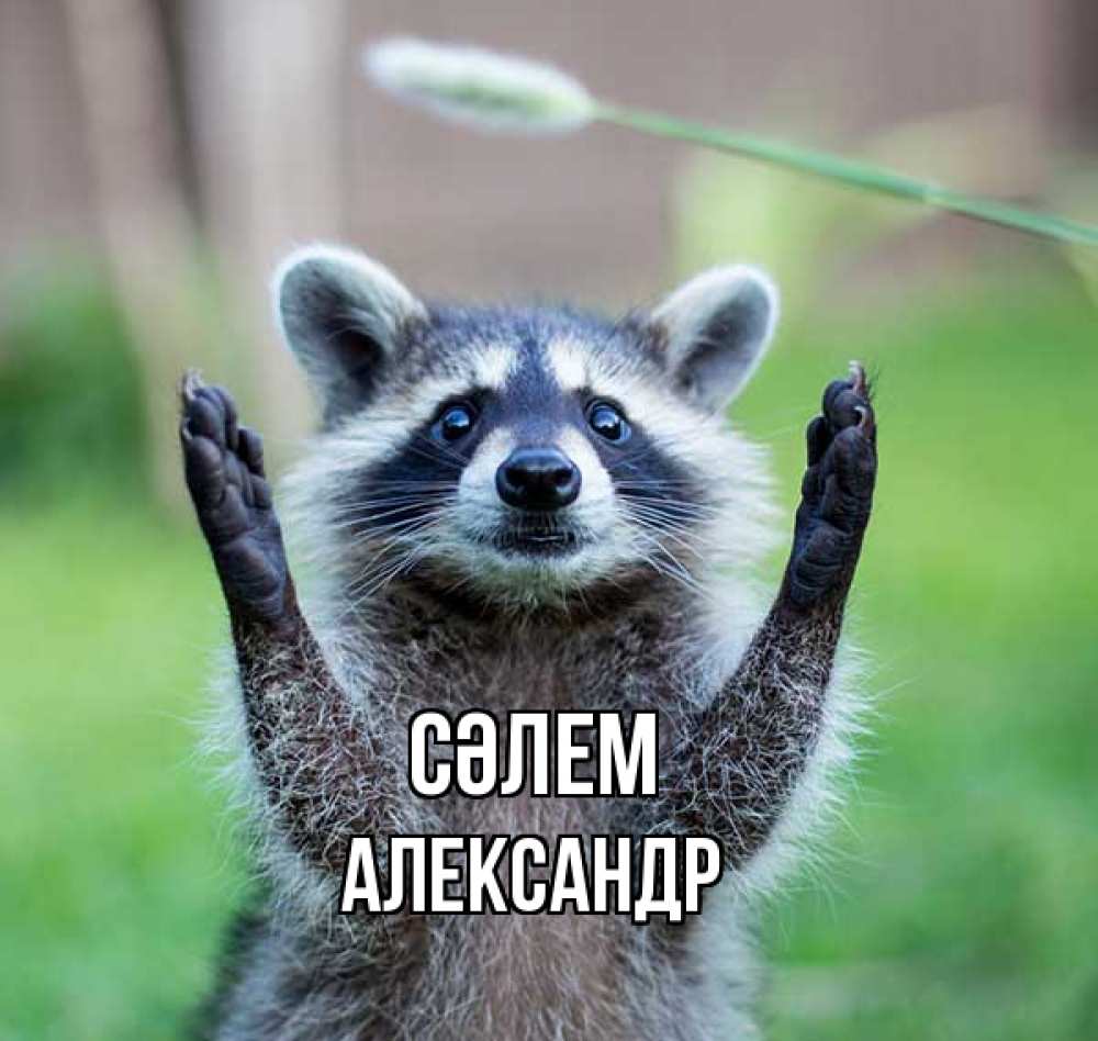 Күн сайын ашық хат с именем, Александр Сәлем животные Онлайн тегін жүктеп алу тілектері бар керемет карта 