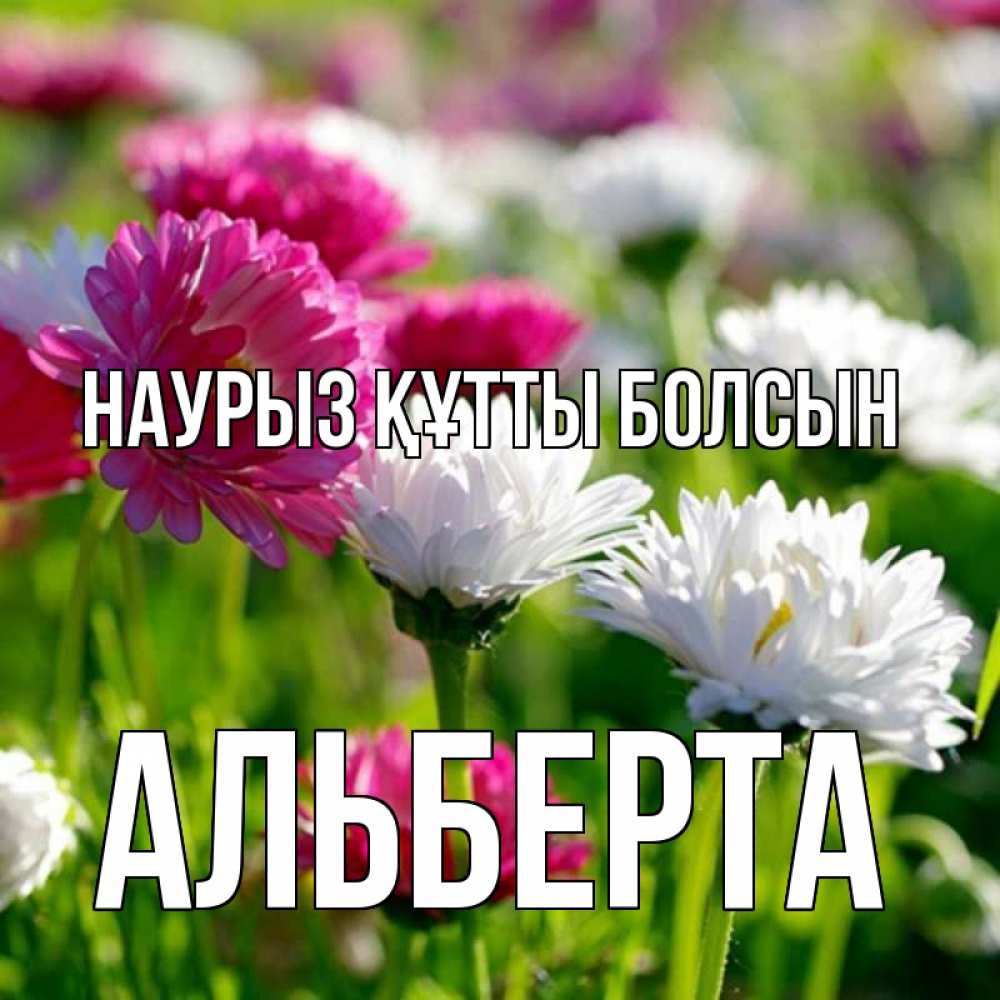 Күн сайын ашық хат с именем, Альберта Наурыз құтты болсын наурыз Онлайн тегін жүктеп алу тілектері бар керемет карта 
